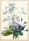 A Bouquet of Flowers with Insects by Pierre Joseph Redouté, 1759