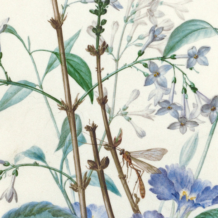 A Bouquet of Flowers with Insects by Pierre Joseph Redouté, 1759