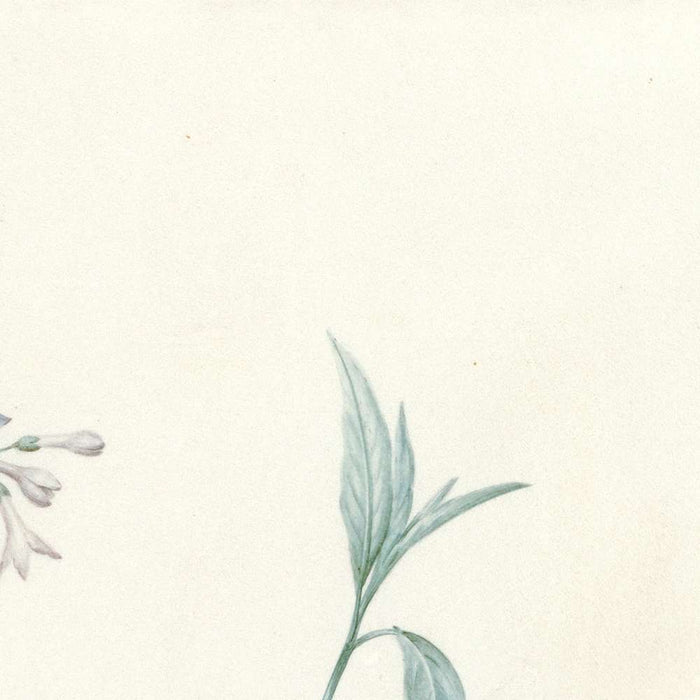 A Bouquet of Flowers with Insects by Pierre Joseph Redouté, 1759