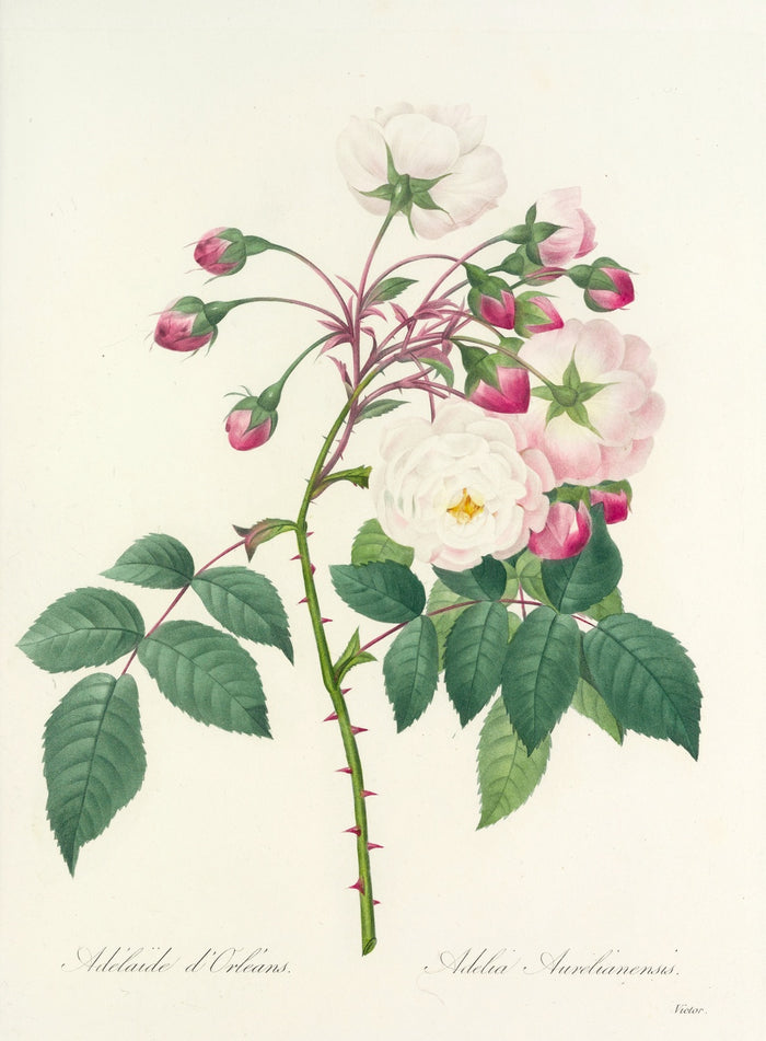 Adélaïde d'Orléans Rose (Plate 2) by Pierre Joseph Redouté, 1827