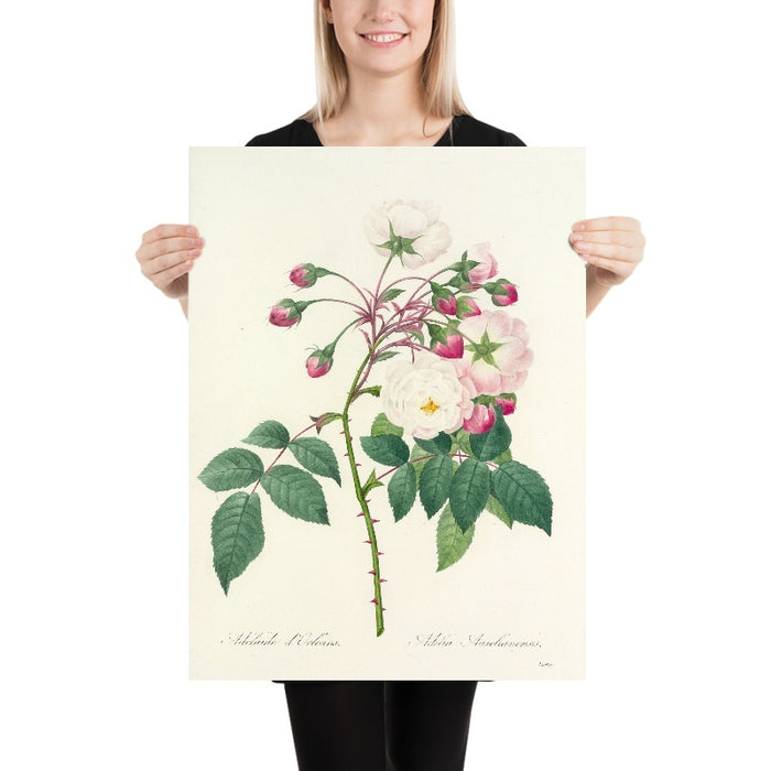 Adélaïde d'Orléans Rose (Plate 2) by Pierre Joseph Redouté, 1827