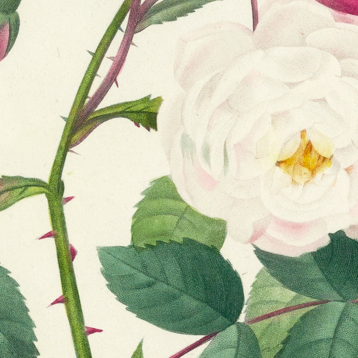 Adélaïde d'Orléans Rose (Plate 2) by Pierre Joseph Redouté, 1827
