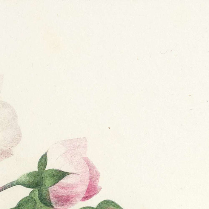 Adélaïde d'Orléans Rose (Plate 2) by Pierre Joseph Redouté, 1827
