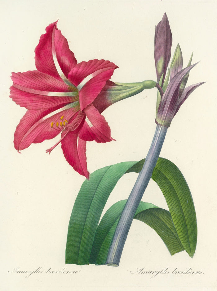 Amaryllis bresiliensis (Plate 5) by Pierre Joseph Redouté, 1827