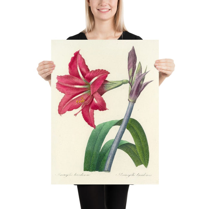 Amaryllis bresiliensis (Plate 5) by Pierre Joseph Redouté, 1827