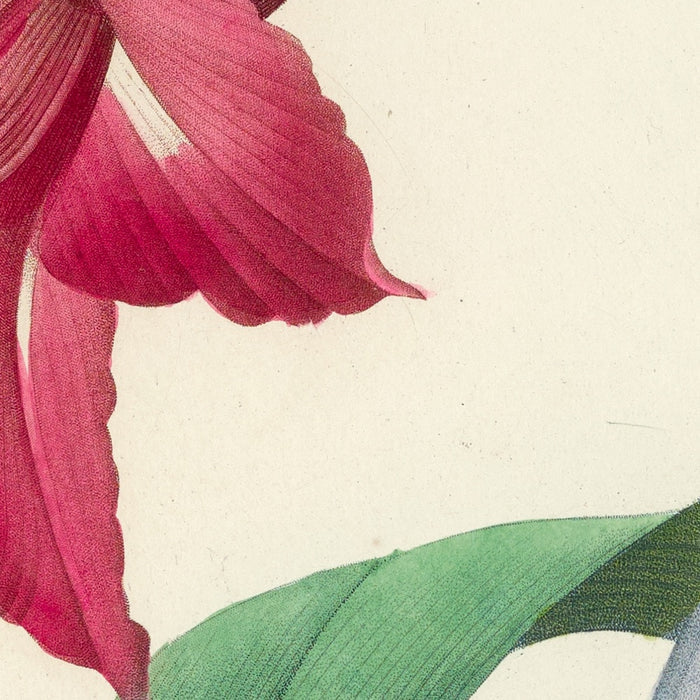 Amaryllis bresiliensis (Plate 5) by Pierre Joseph Redouté, 1827