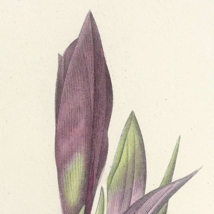 Amaryllis bresiliensis (Plate 5) by Pierre Joseph Redouté, 1827