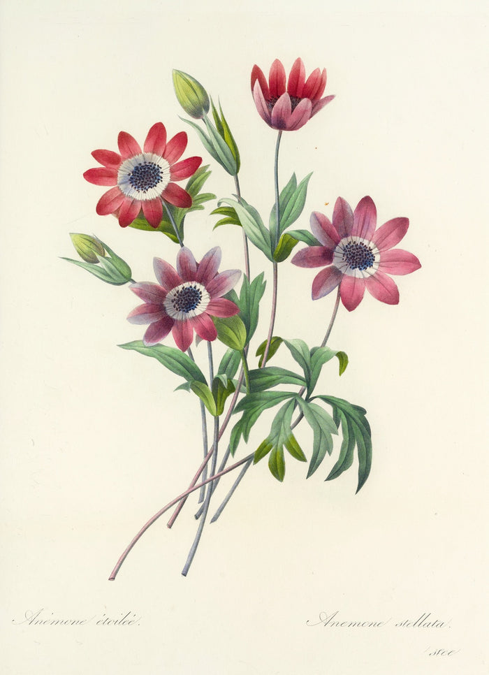 Anemone (Anemone stellata, Plate 9) by Pierre Joseph Redouté, 1827