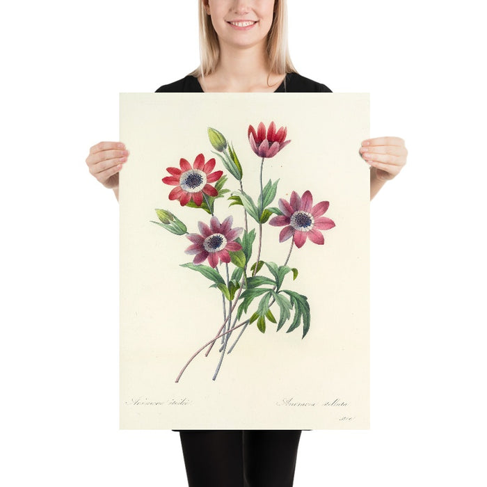 Anemone (Anemone stellata, Plate 9) by Pierre Joseph Redouté, 1827
