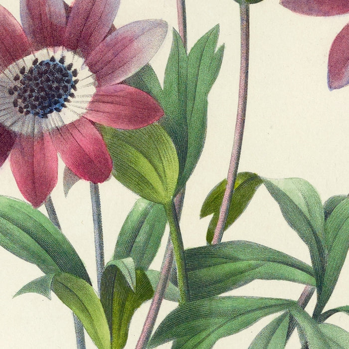 Anemone (Anemone stellata, Plate 9) by Pierre Joseph Redouté, 1827