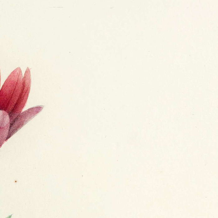 Anemone (Anemone stellata, Plate 9) by Pierre Joseph Redouté, 1827