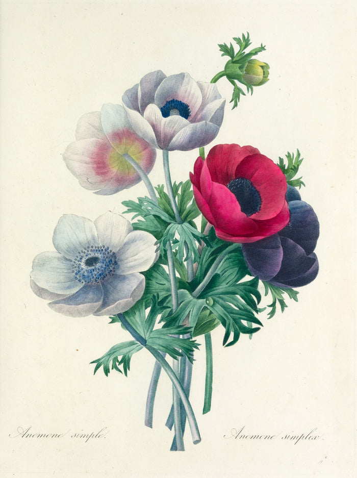 Anemone simplex (Plate 8) by Pierre Joseph Redouté, 1827