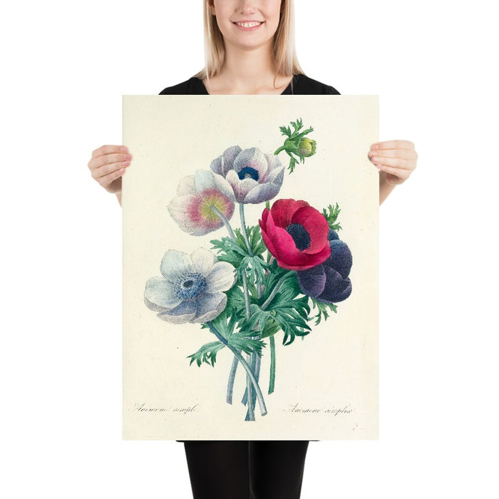 Anemone simplex (Plate 8) by Pierre Joseph Redouté, 1827