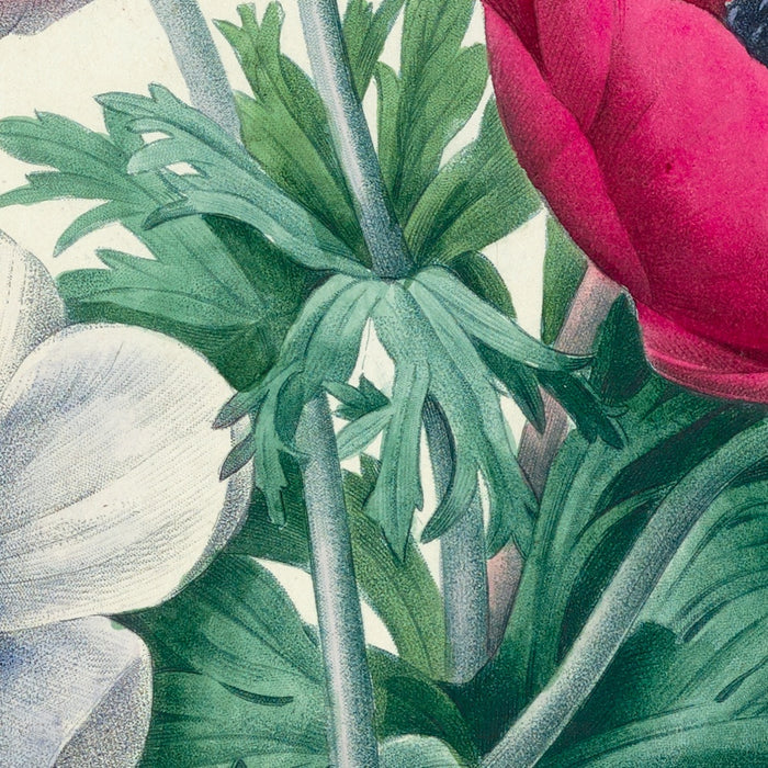 Anemone simplex (Plate 8) by Pierre Joseph Redouté, 1827