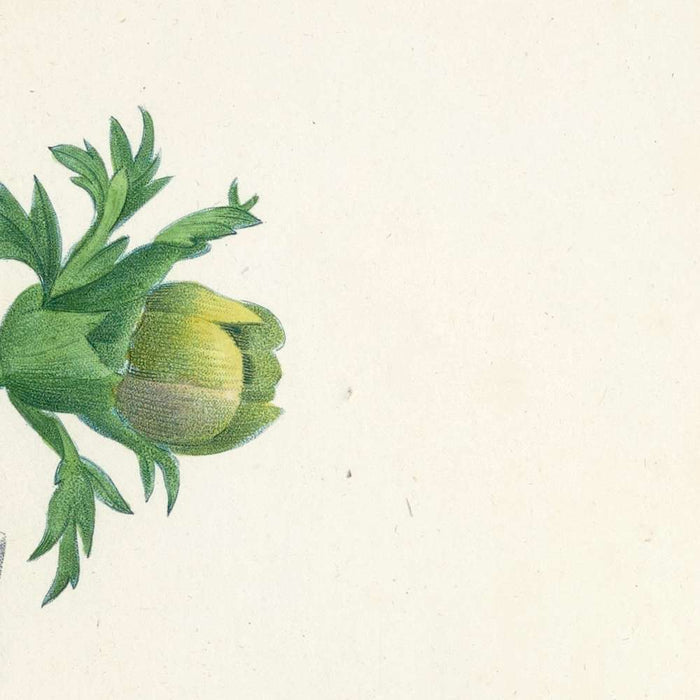 Anemone simplex (Plate 8) by Pierre Joseph Redouté, 1827