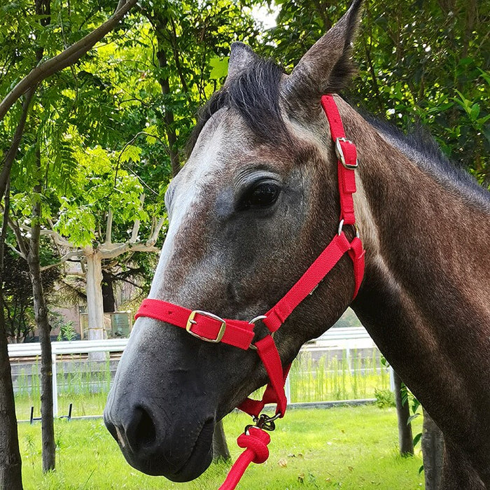 Anti-friction Halter / Headcollar (3 colors) - Dogs and Horses