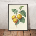 A framed image of Abricot Pêche (Plate 1) by Pierre Joseph Redouté, 1827