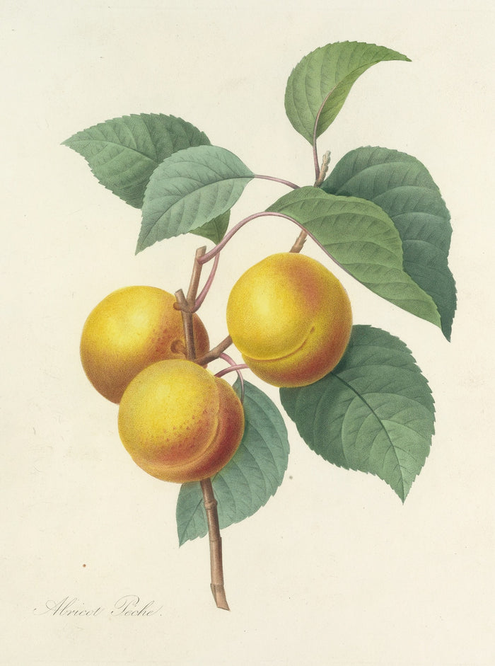 Apricot by Pierre Joseph Redouté, 1827
