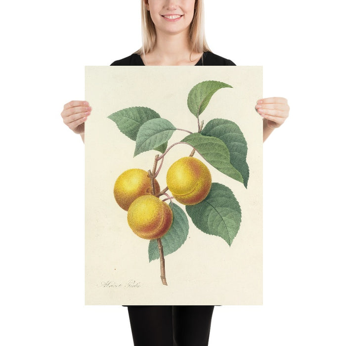 Apricot by Pierre Joseph Redouté, 1827