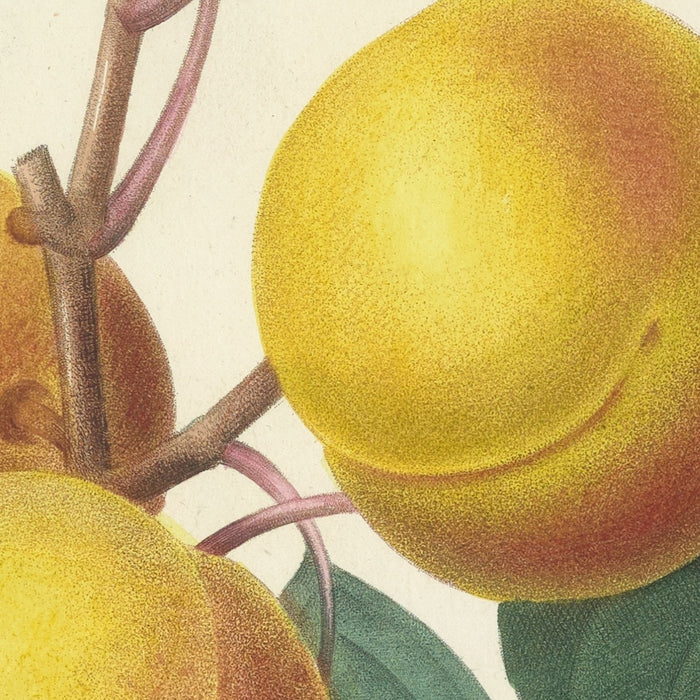Apricot by Pierre Joseph Redouté, 1827