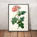 A framed image of Aurore Poniatowska Rose (Rosa damascena aurora) by Pierre Joseph Redouté, 1817