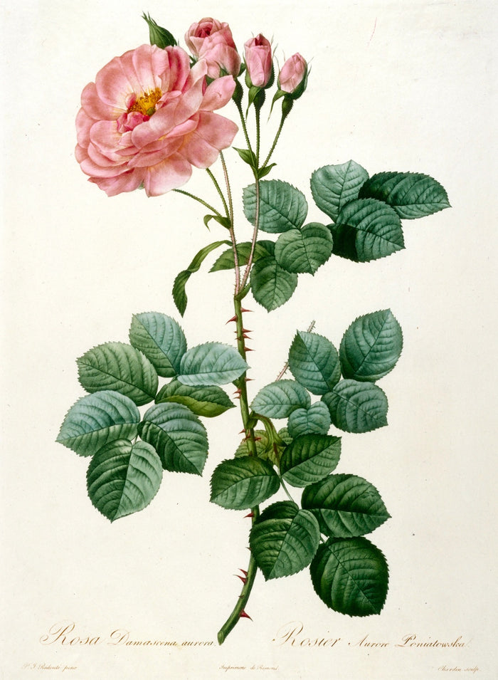 Aurore Poniatowska Rose (Rosa damascena aurora) by Pierre Joseph Redouté, 1817