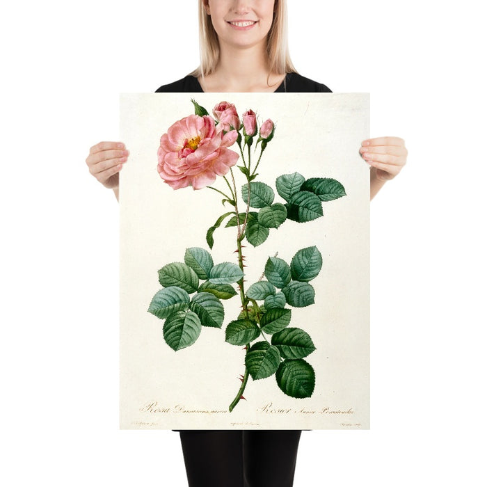 Aurore Poniatowska Rose (Rosa damascena aurora) by Pierre Joseph Redouté, 1817