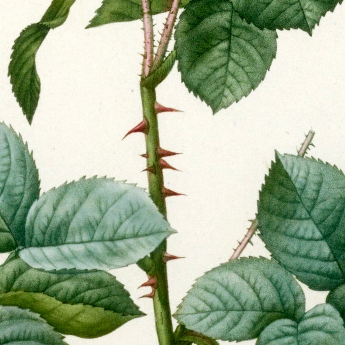 Aurore Poniatowska Rose (Rosa damascena aurora) by Pierre Joseph Redouté, 1817