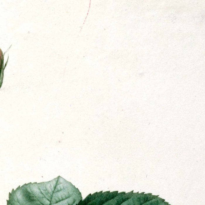 Aurore Poniatowska Rose (Rosa damascena aurora) by Pierre Joseph Redouté, 1817