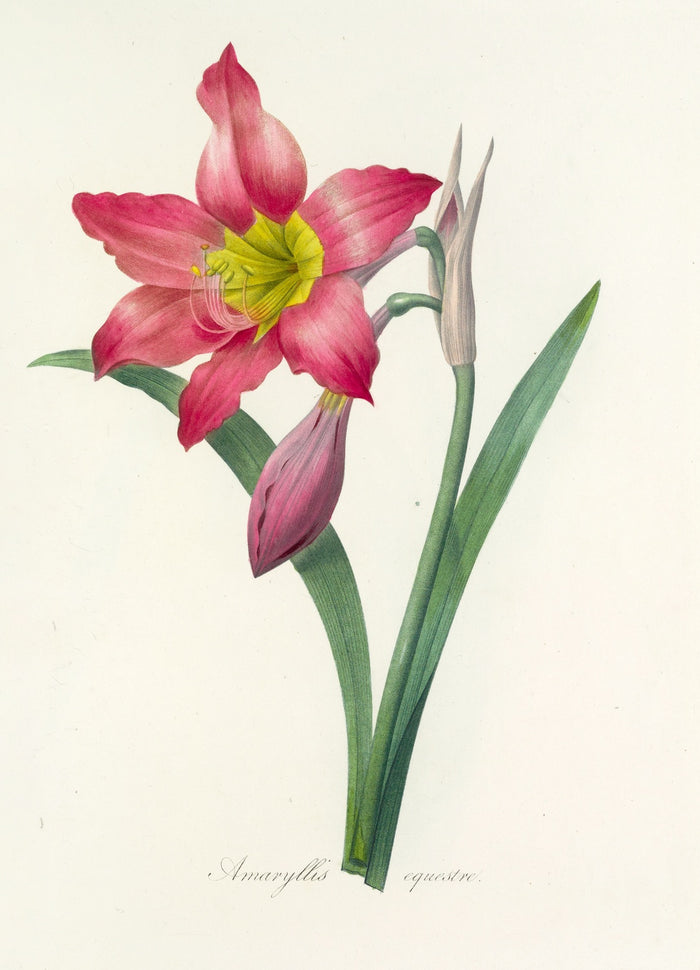 Barbados Lily (Amaryllis equestre, Plate 6) by Pierre Joseph Redouté, 1827