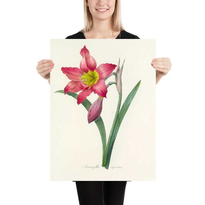 Barbados Lily (Amaryllis equestre, Plate 6) by Pierre Joseph Redouté, 1827