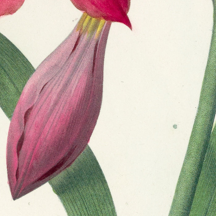 Barbados Lily (Amaryllis equestre, Plate 6) by Pierre Joseph Redouté, 1827