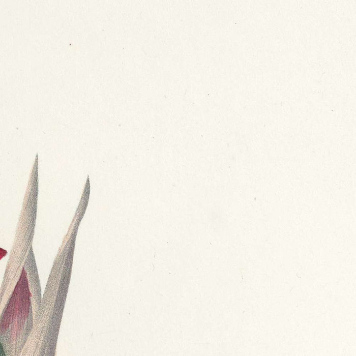 Barbados Lily (Amaryllis equestre, Plate 6) by Pierre Joseph Redouté, 1827