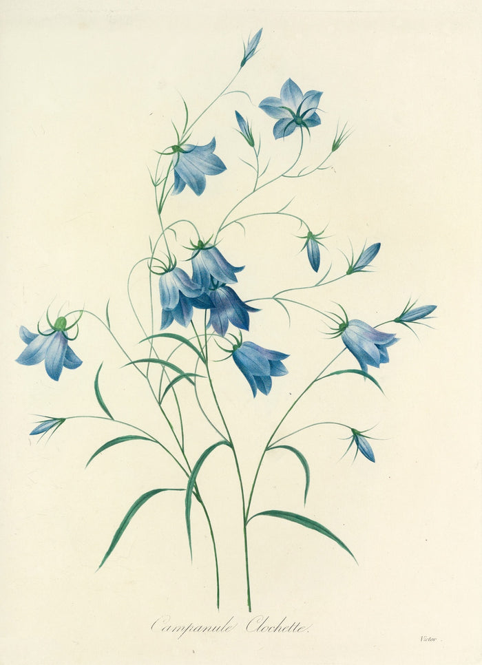 Bellflower (Plate 20) by Pierre Joseph Redouté, 1827