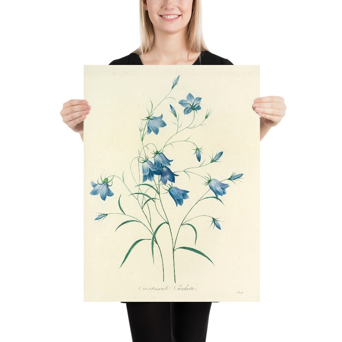 Bellflower (Plate 20) by Pierre Joseph Redouté, 1827