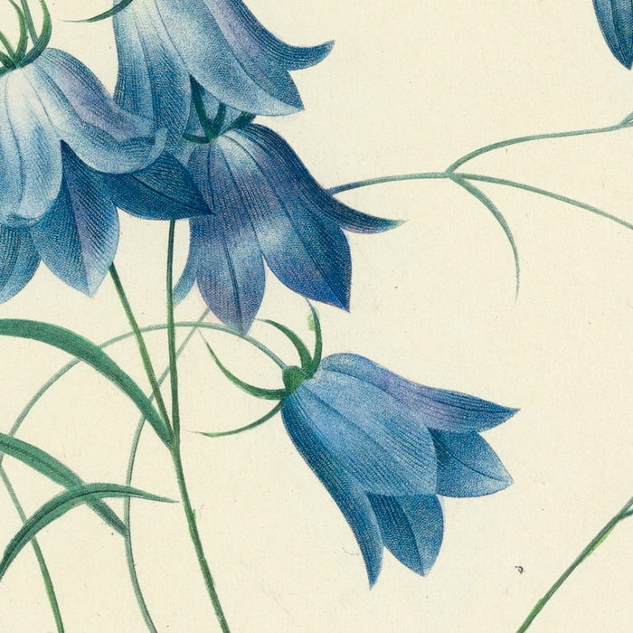 Bellflower (Plate 20) by Pierre Joseph Redouté, 1827