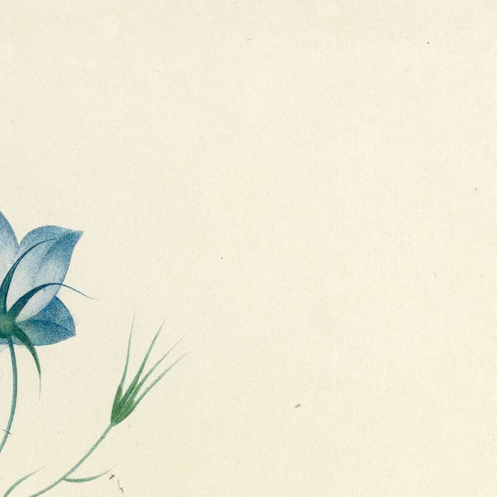 Bellflower (Plate 20) by Pierre Joseph Redouté, 1827