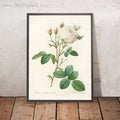 A framed image of Cabbage Rose (Rosa centifolia mutabilis) by Pierre Joseph Redouté, 1817