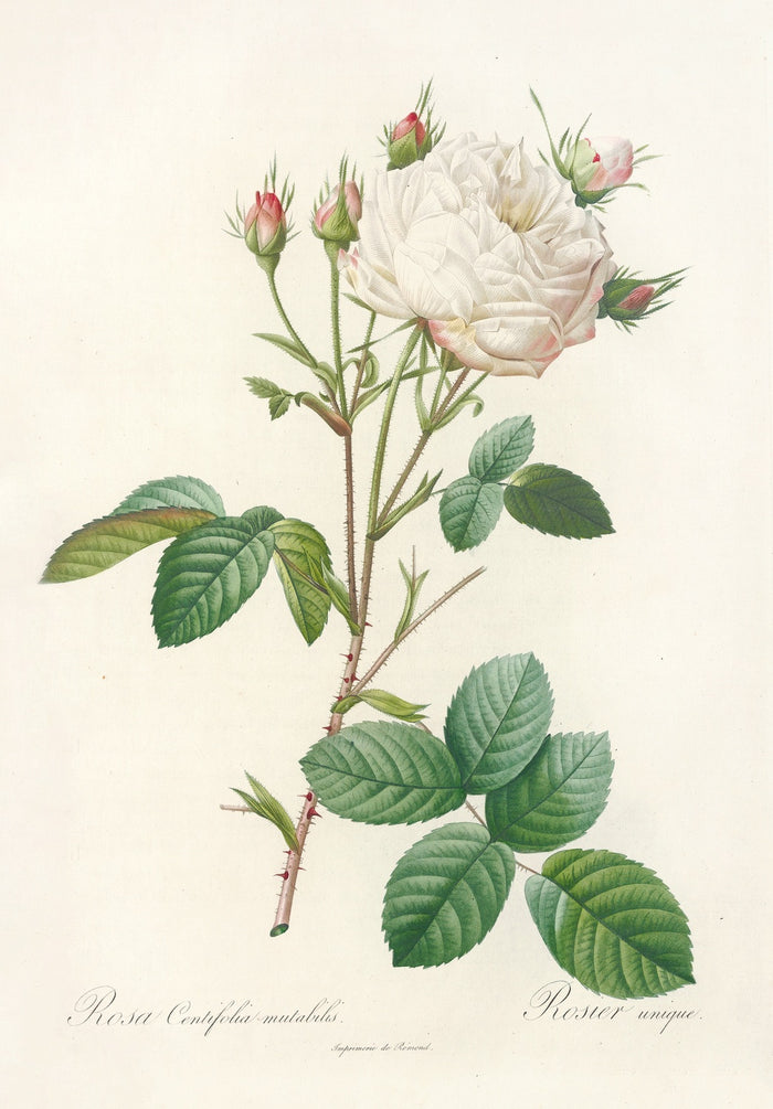 Cabbage Rose (Rosa centifolia mutabilis) by Pierre Joseph Redouté, 1817