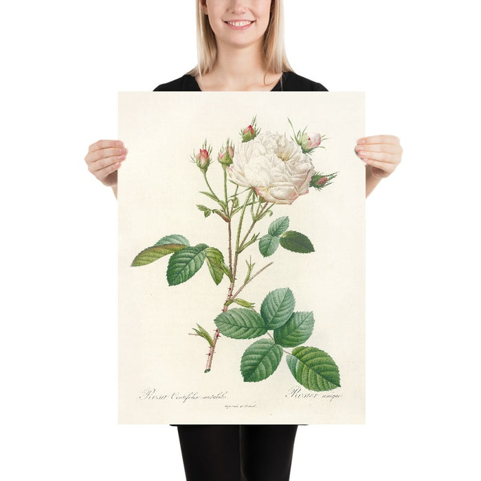 Cabbage Rose (Rosa centifolia mutabilis) by Pierre Joseph Redouté, 1817
