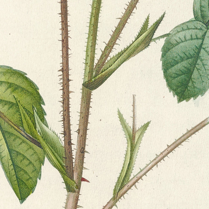 Cabbage Rose (Rosa centifolia mutabilis) by Pierre Joseph Redouté, 1817