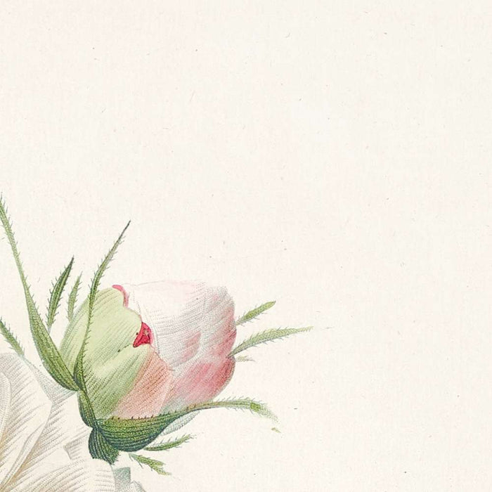 Cabbage Rose (Rosa centifolia mutabilis) by Pierre Joseph Redouté, 1817