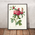 A framed image of Cabbage Rose (Rosa Centifolia Prolifera Foliacea) by Pierre Joseph Redouté, 1817