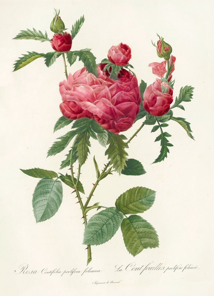 Cabbage Rose (Rosa Centifolia Prolifera Foliacea) by Pierre Joseph Redouté, 1817