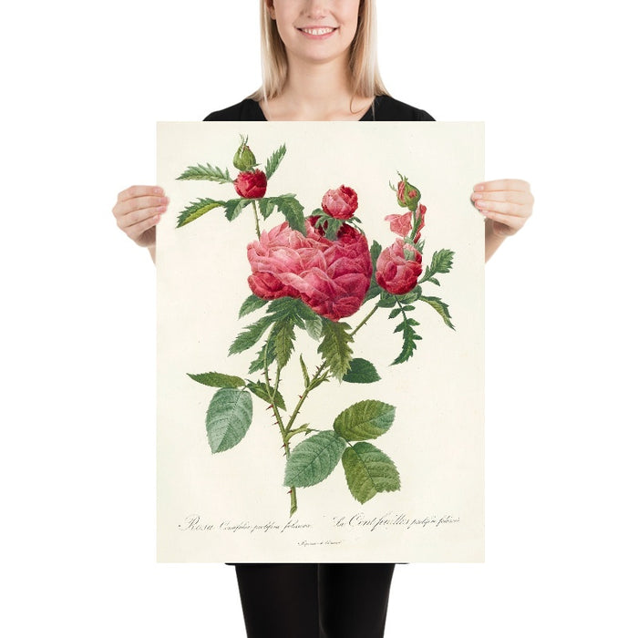 Cabbage Rose (Rosa Centifolia Prolifera Foliacea) by Pierre Joseph Redouté, 1817
