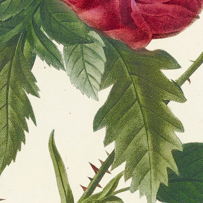 Cabbage Rose (Rosa Centifolia Prolifera Foliacea) by Pierre Joseph Redouté, 1817