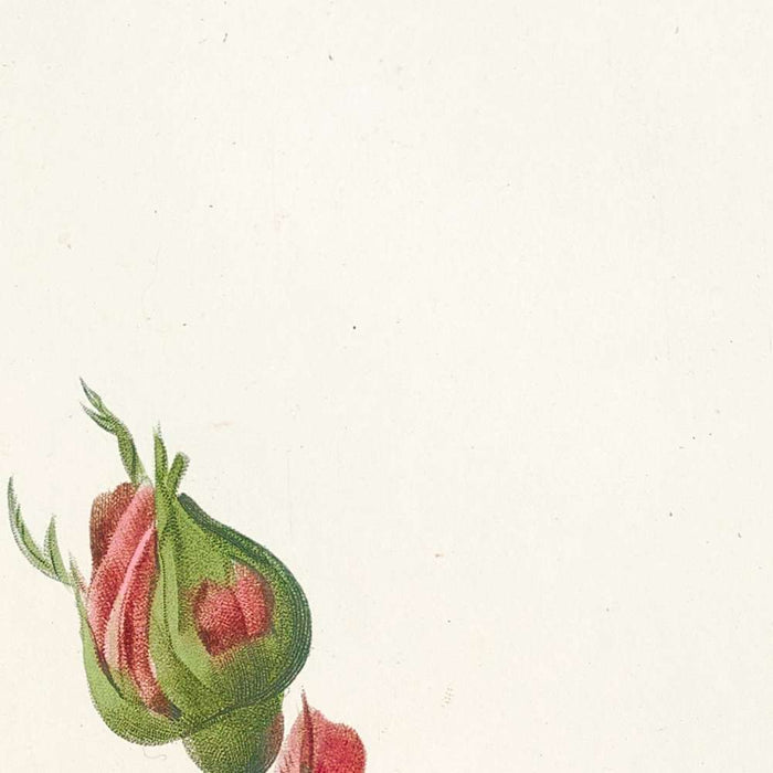 Cabbage Rose (Rosa Centifolia Prolifera Foliacea) by Pierre Joseph Redouté, 1817