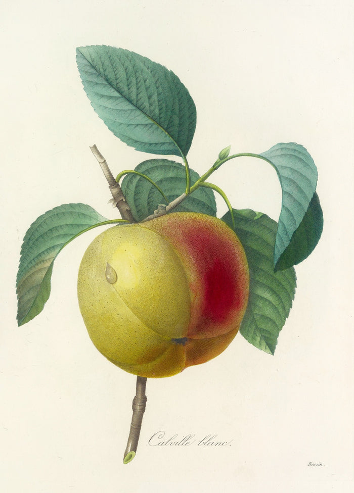 Cabrille Blanc Apples (Plate 14) by Pierre Joseph Redouté, 1827