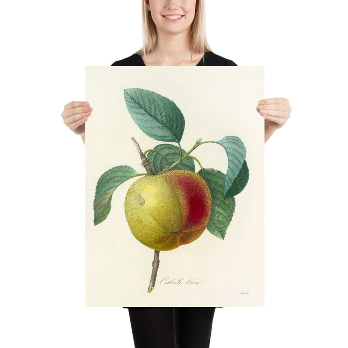 Cabrille Blanc Apples (Plate 14) by Pierre Joseph Redouté, 1827