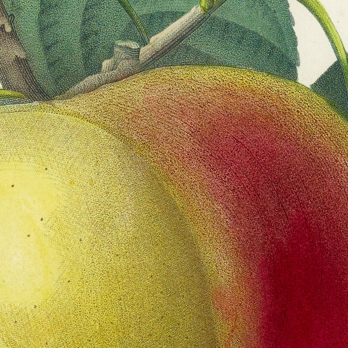 Cabrille Blanc Apples (Plate 14) by Pierre Joseph Redouté, 1827